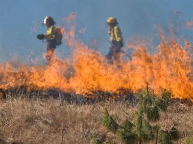 Bushfire testing